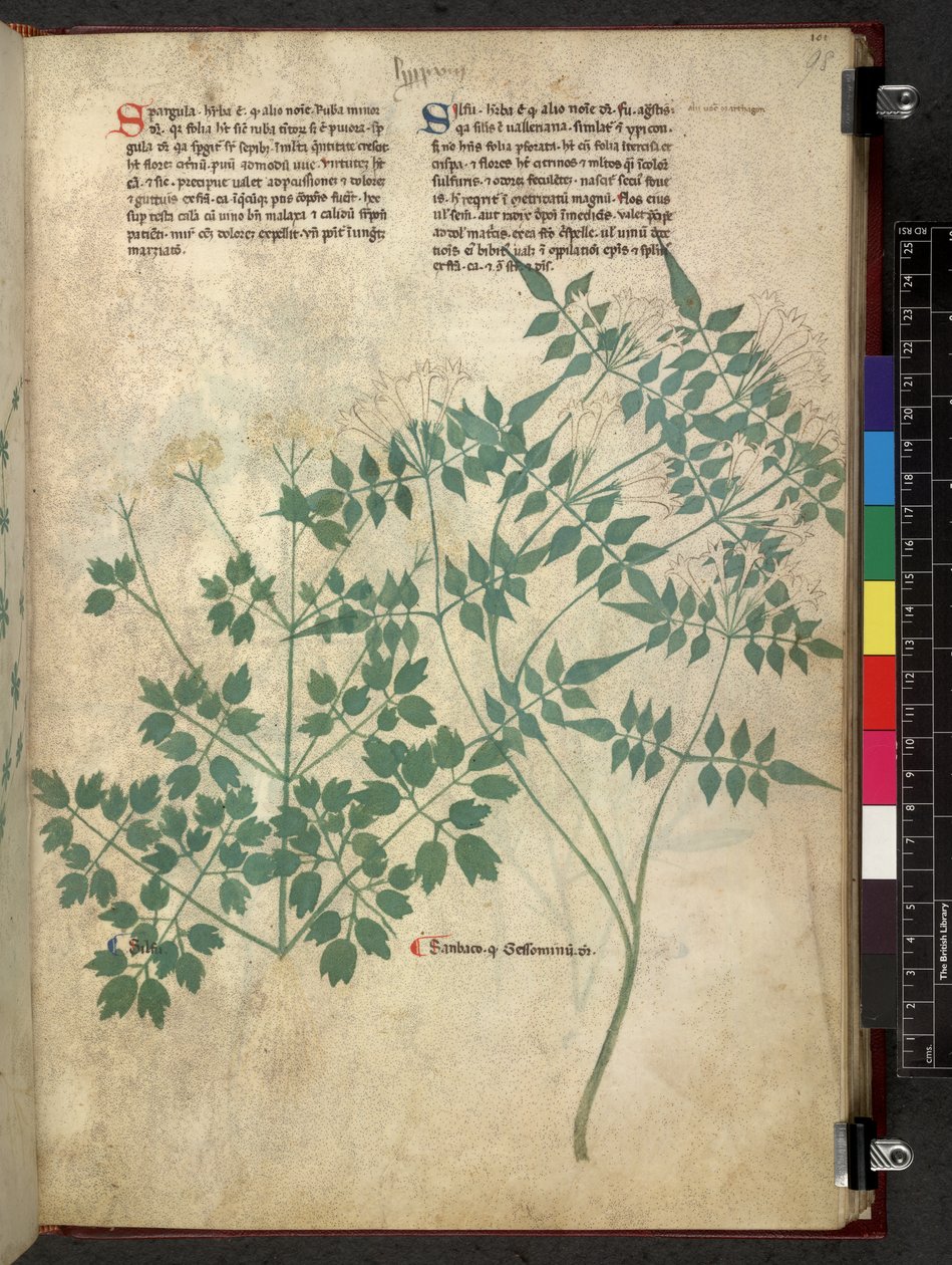 Spargula et Self, Tractatus de herbis (Herbier) vers 1280-1310 - School Italian