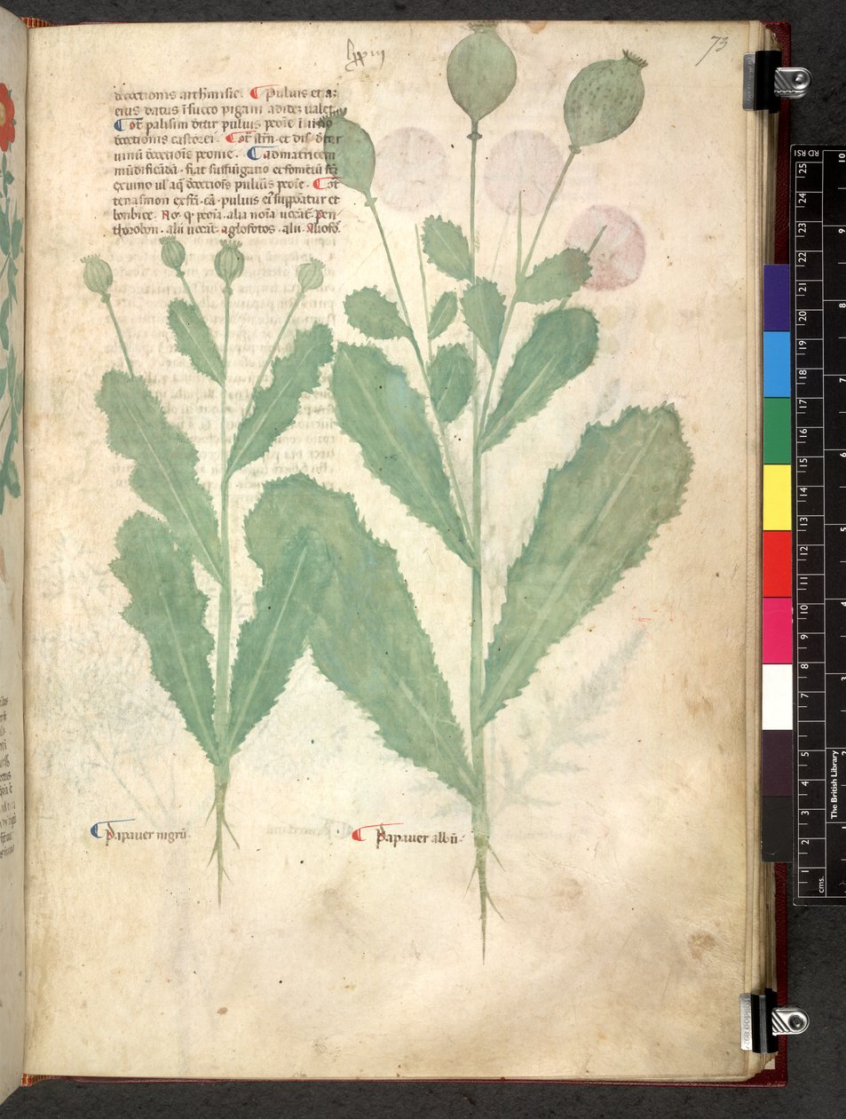 Tractatus de herbis (Herbier) vers 1280-1310 - School Italian