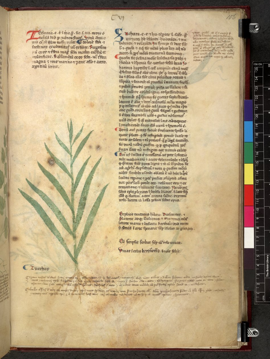 Tractatus de herbis (Herbier) vers 1280-1310 - School Italian