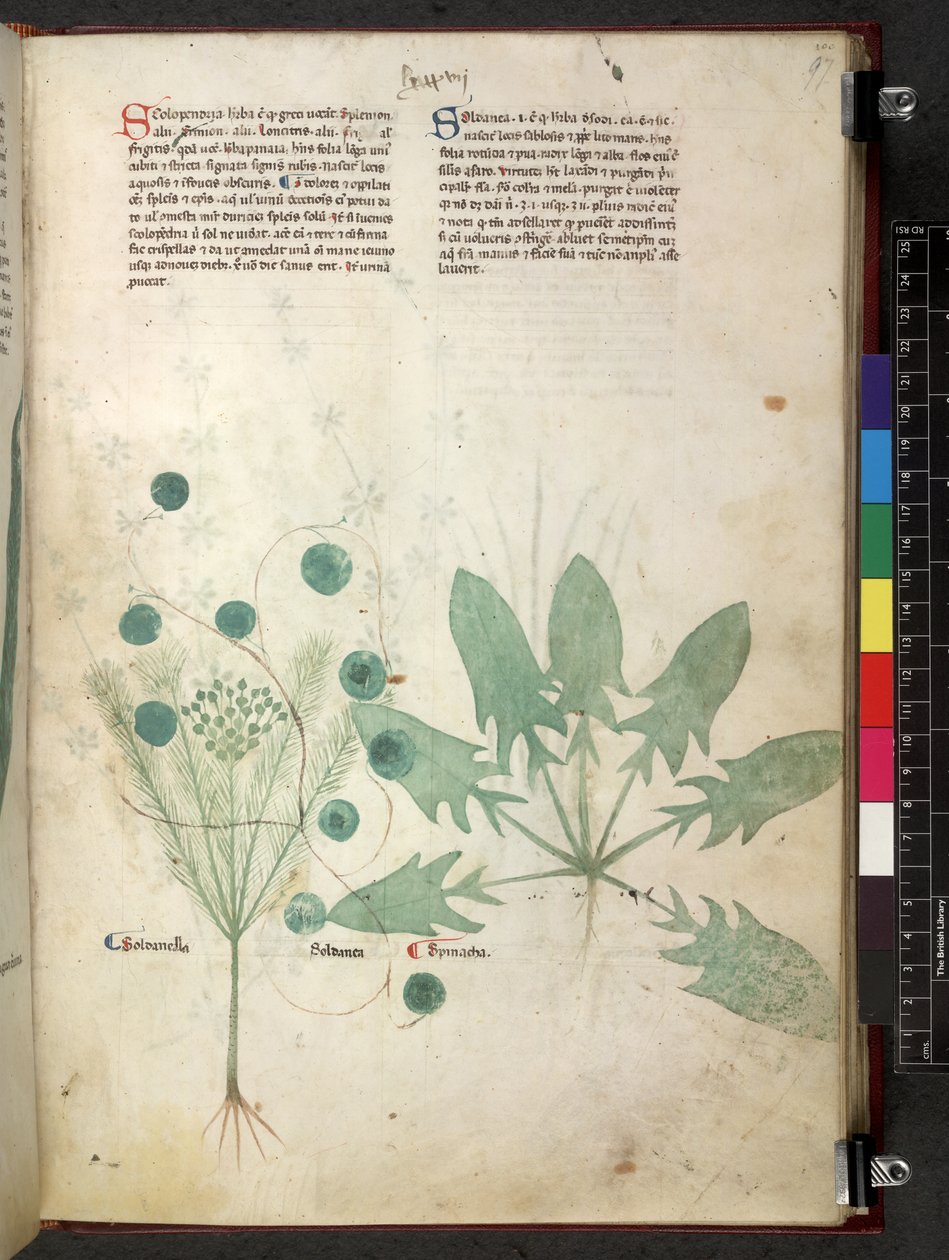 Tractatus de herbis (Herbier) vers 1280-1310 - School Italian