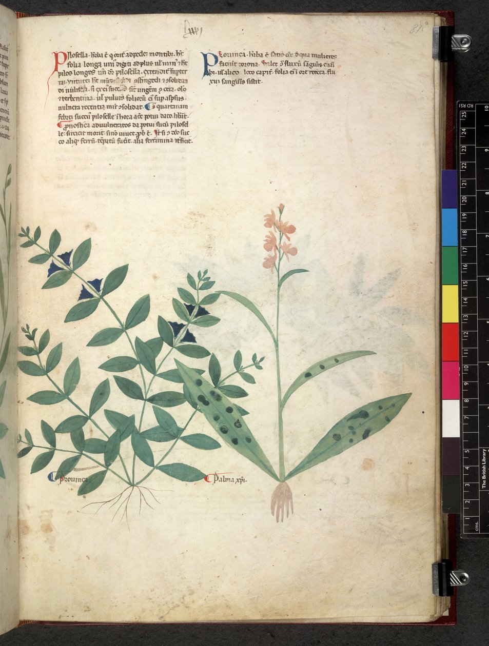 Egerton 747 Tractatus de herbis (Herbier) vers 1280-1310 - School Italian