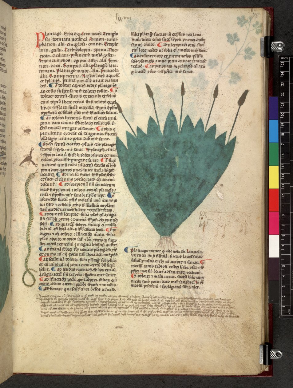 Egerton 747 Tractatus de herbis (Herbier) vers 1280-1310 - School Italian