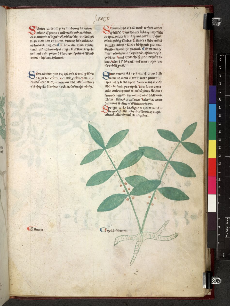 Egerton 747 Tractatus de herbis (Herbier) vers 1280-1310 - School Italian