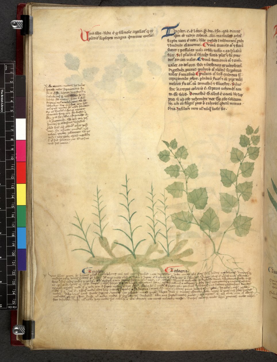 Egerton 747 Tractatus de herbis (Herbier) vers 1280-1310 - School Italian