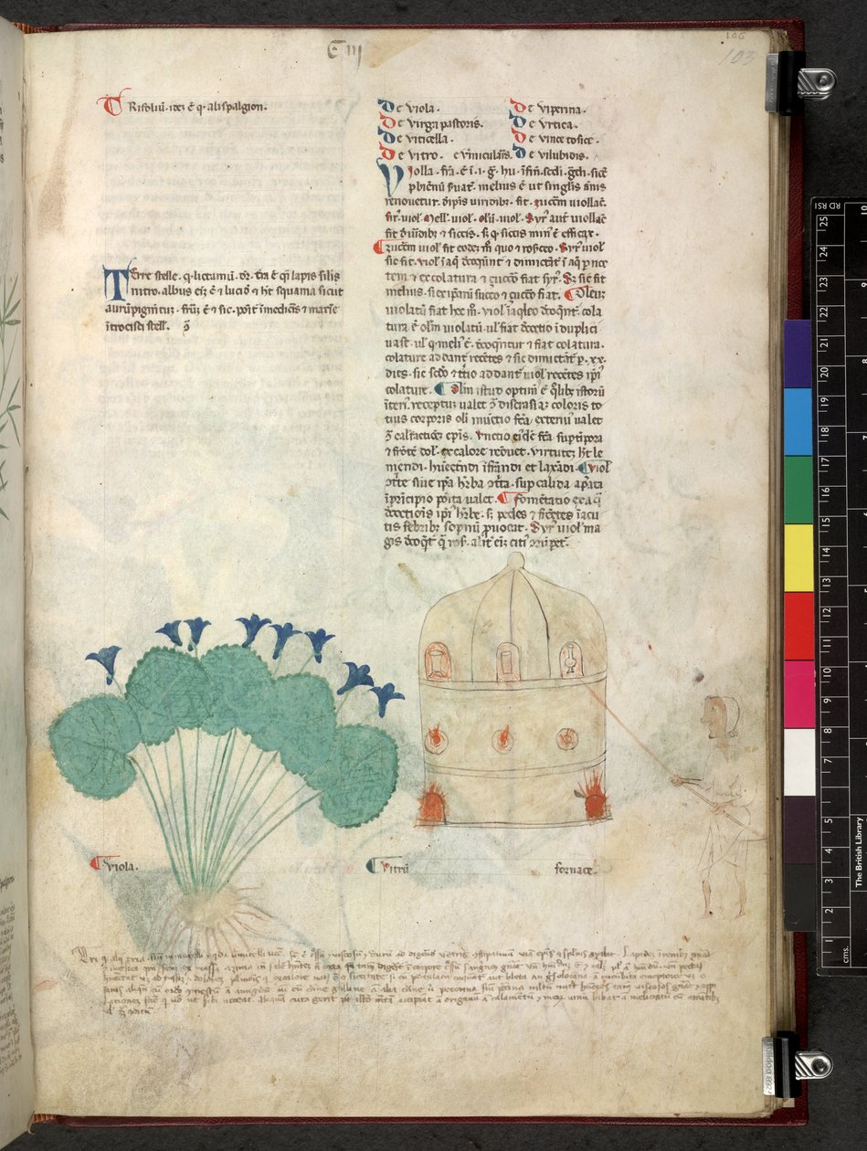 Egerton 747 Tractatus de herbis (Herbier) c.1280-1310 - School Italian