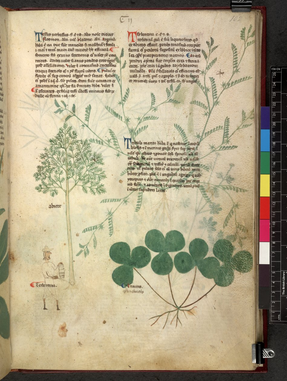Egerton 747 Tractatus de herbis (Herbier) c.1280-1310 - School Italian