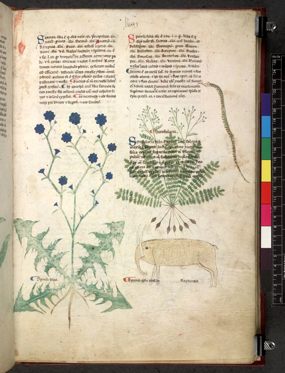 Tractatus de herbis (Herbier) c.1280-1310 - School Italian