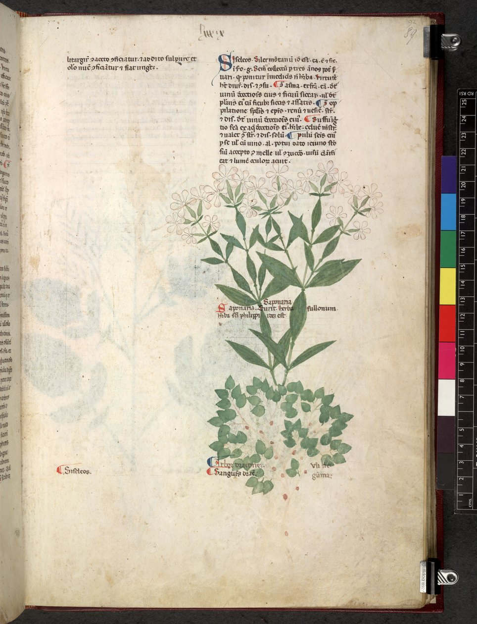 Tractatus de herbis (Herbier) c.1280-1310 - School Italian