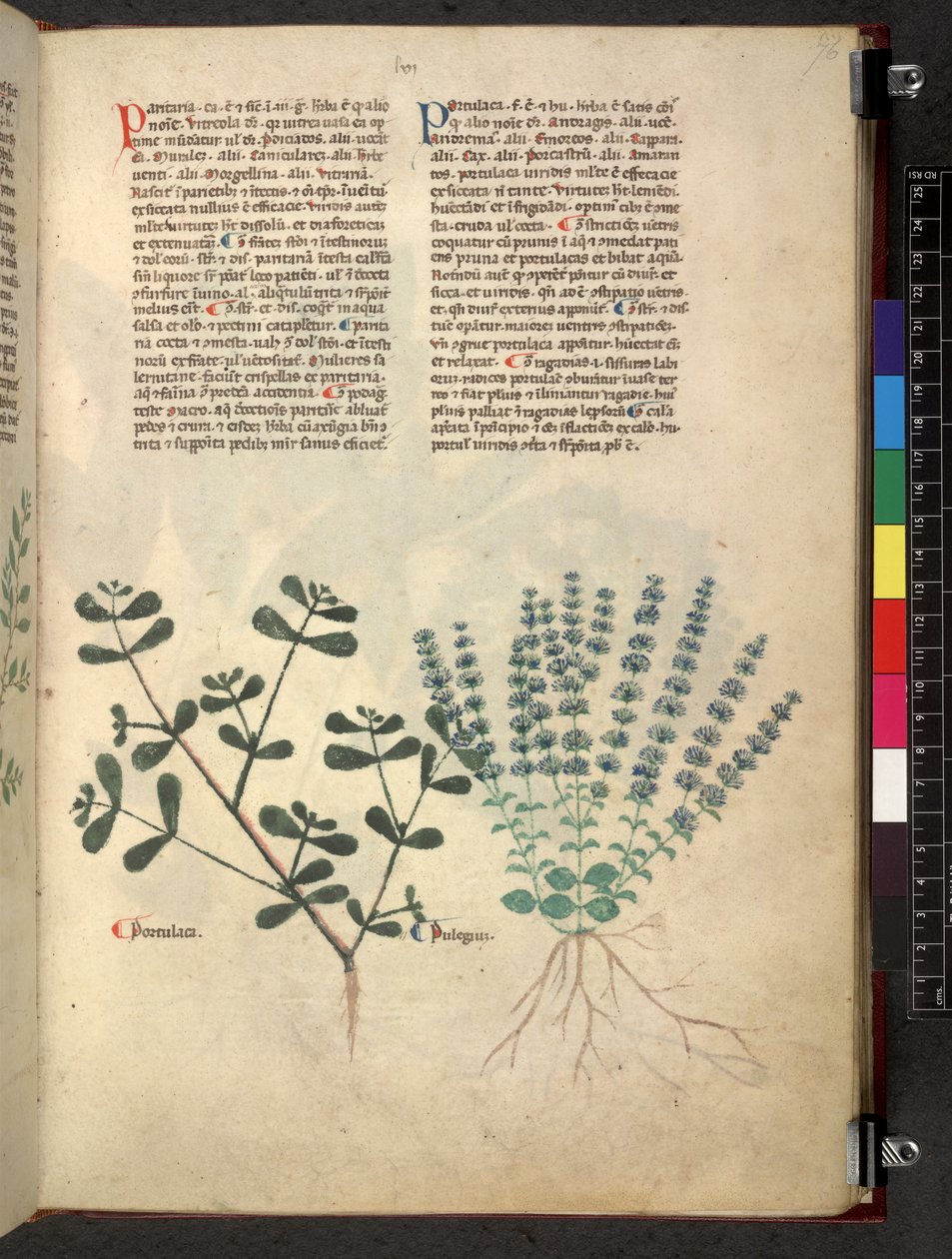 Egerton 747 Tractatus de herbis (Herbier) c.1280-1310 - School Italian