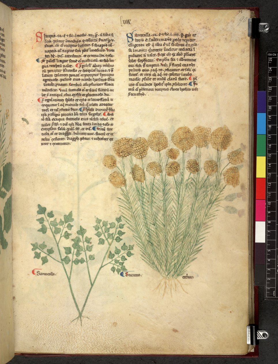 Tractatus de herbis (Herbier) vers 1280-1310 - School Italian