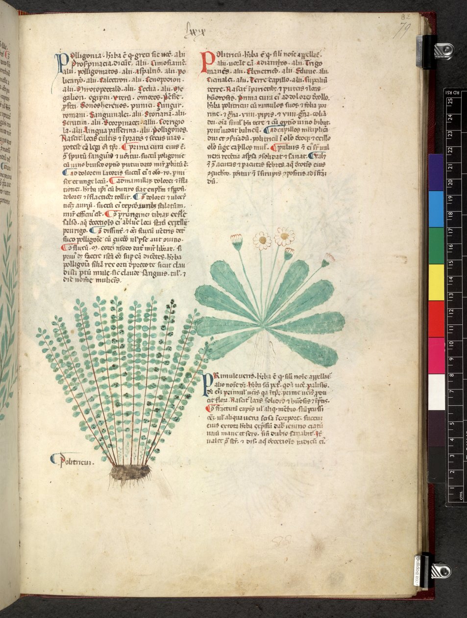 Tractatus de herbis (Herbier) vers 1280-1310 - School Italian