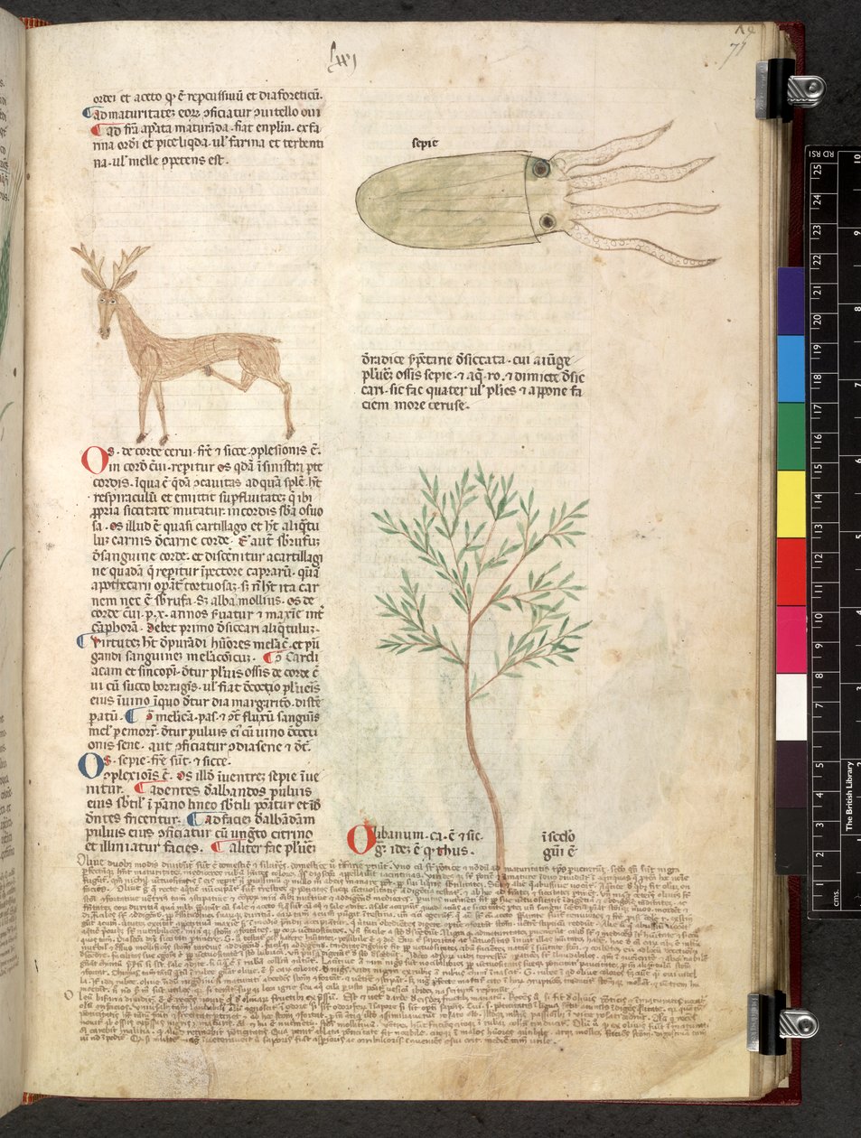 Tractatus de herbis (Herbier) vers 1280-1310 - School Italian
