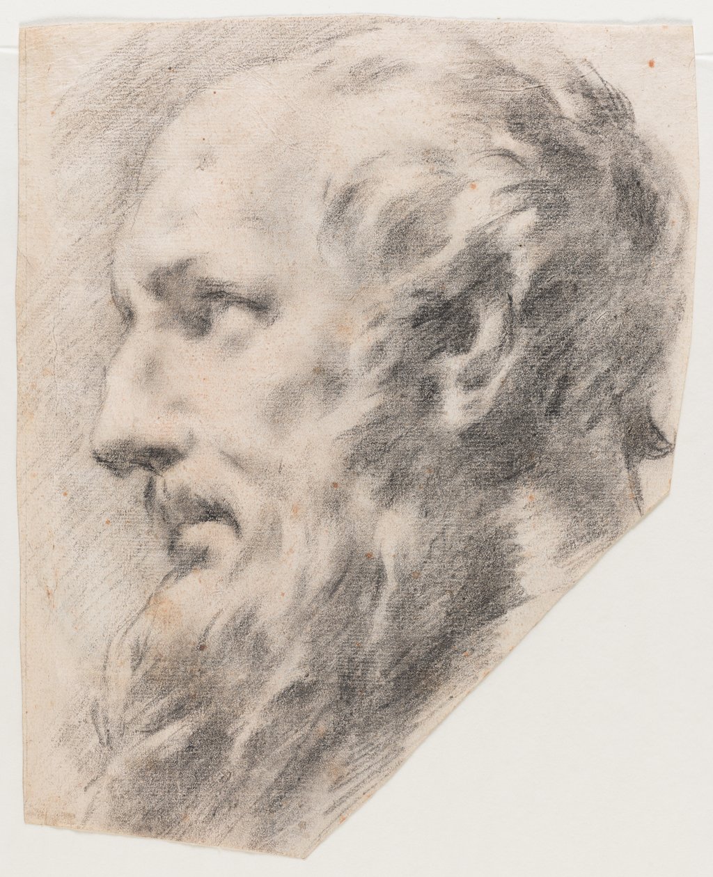 Tête de profil (Fusain sur papier) - School Italian