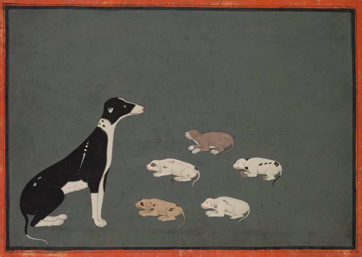 Chien avec chiots, vers 1780 (encre et aquarelle opaque sur papier) - School Mughal