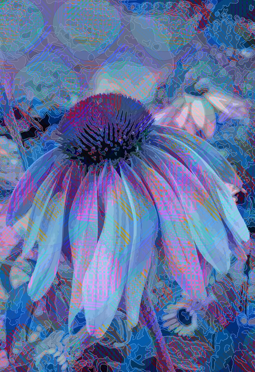 Échinacée - Scott J. Davis