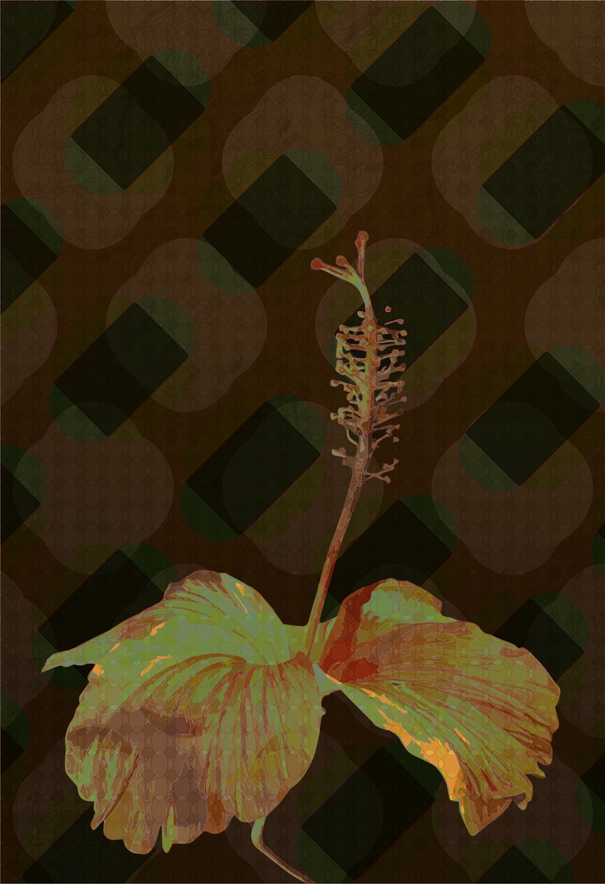 Hibiscus, 2019 - Scott J. Davis