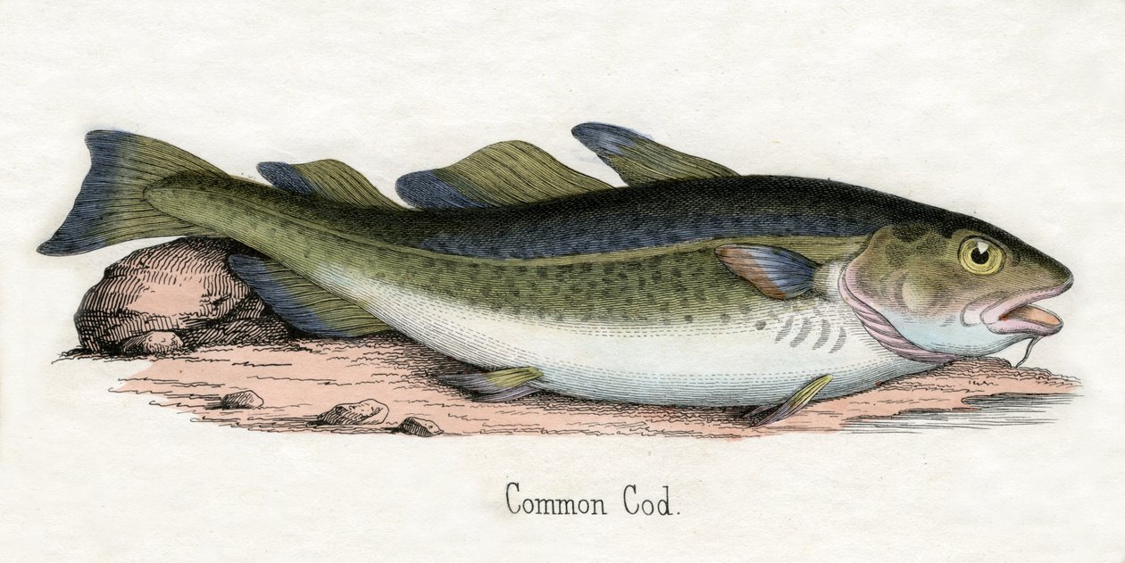 Gravure antique d'une morue de l'Atlantique