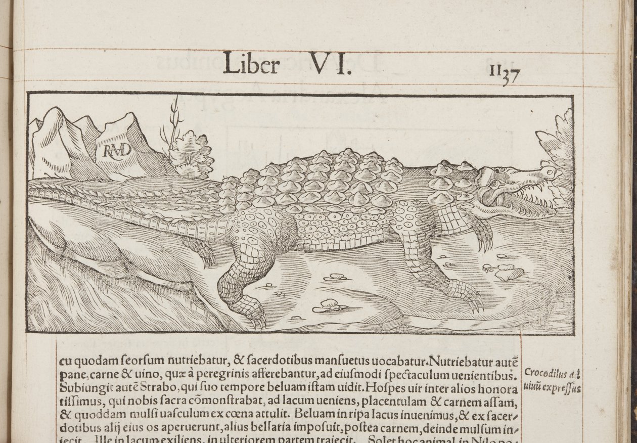 Cosmographia, Fol 1137, 1544 - Sebastian Munster
