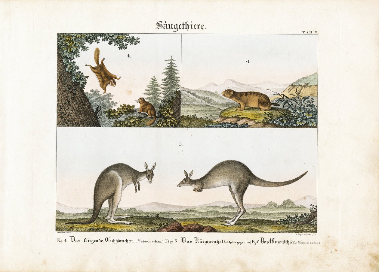 Mammifères exotiques : Écureuil volant, Kangourou et Marmotte - Senior Meyer