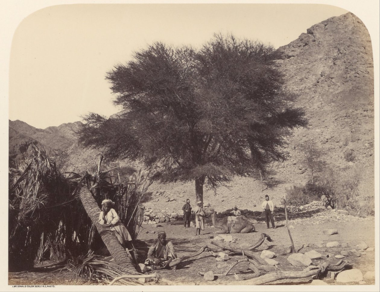 Arbre de Seyal (Shittim), dédié au saint patron, Wady Feiran - Sgt. James M. McDonald