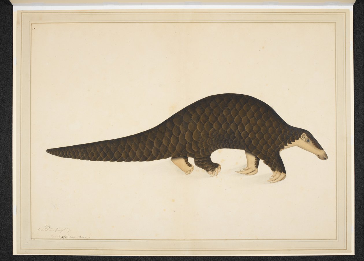 Pangolin ou fourmilier écailleux - Shaikh Zain ud Din (fl.1777 83)