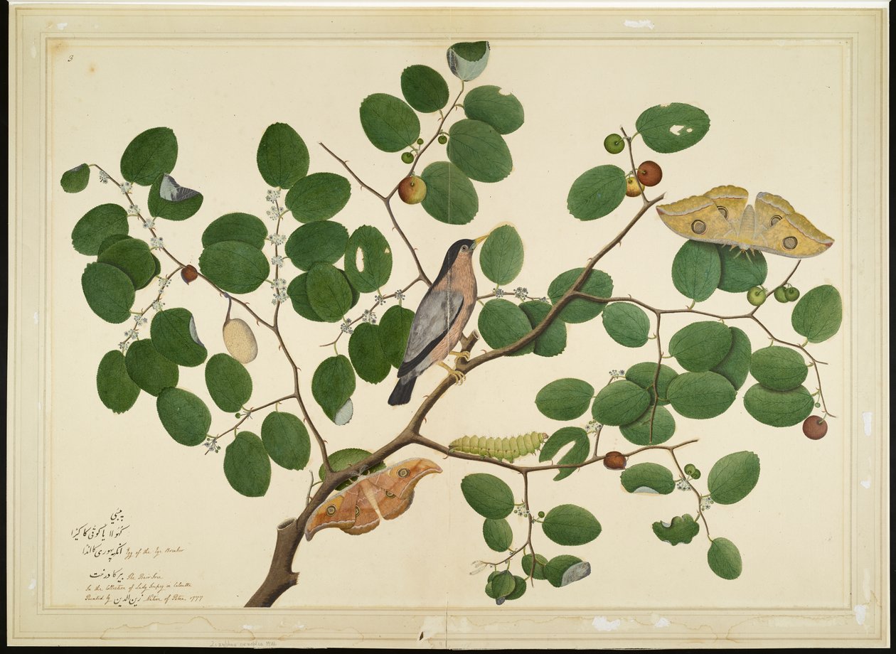 Étourneau brahmane avec deux papillons Antheraea, chenille et cocon sur un arbre jujube indien, folio d