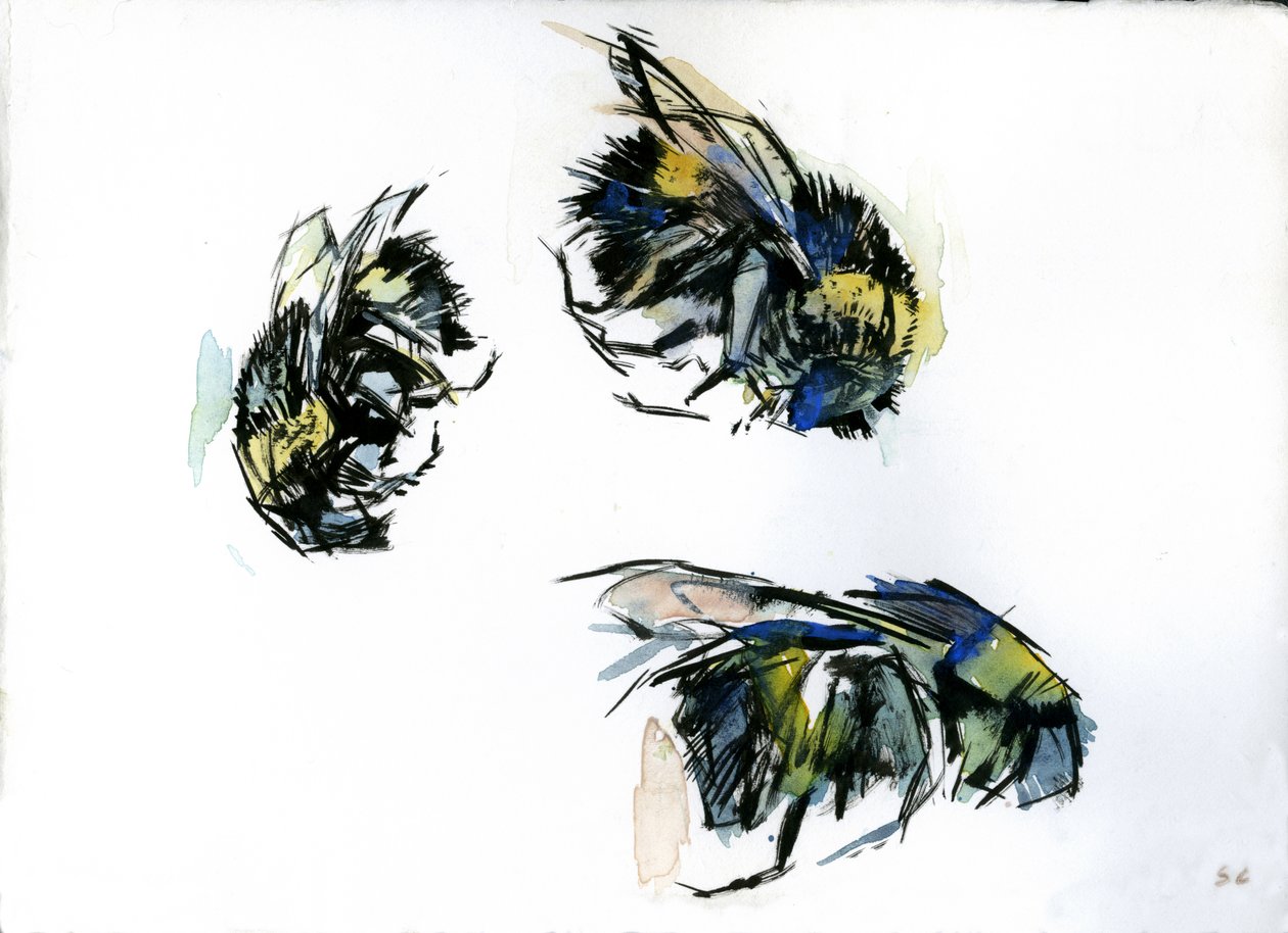 Études sur les abeilles, 2024 (encre sur papier) - Shaun Carey