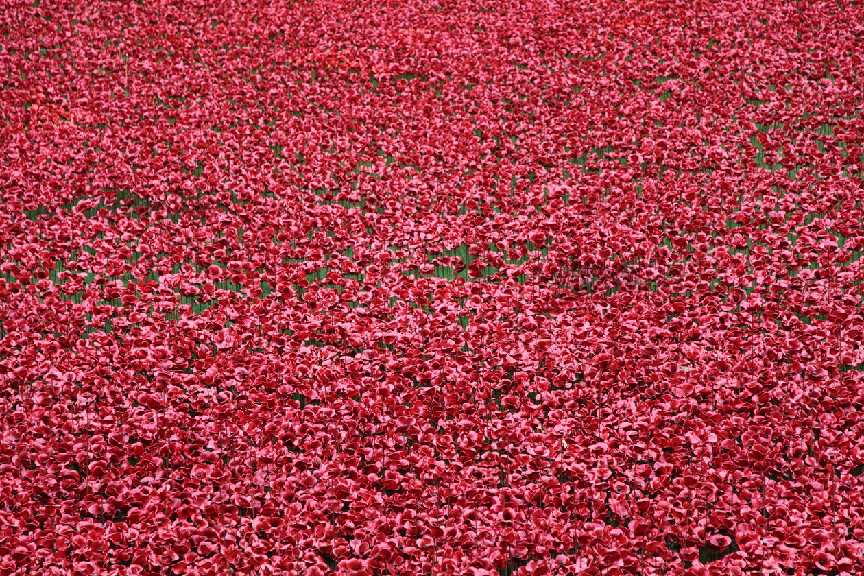 Terres ensanglantées et mers de rouge, Tour de Londres, 2014 - Sheldon Marshall