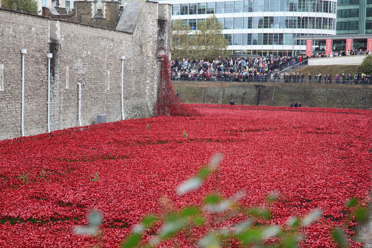 Terres et mers de sang balayées, Tour de Londres, 2014 - Sheldon Marshall