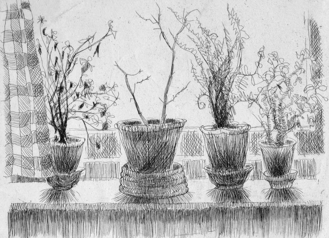 Plantes mortes sur un rebord de fenêtre, 1952 - Shirley Markham