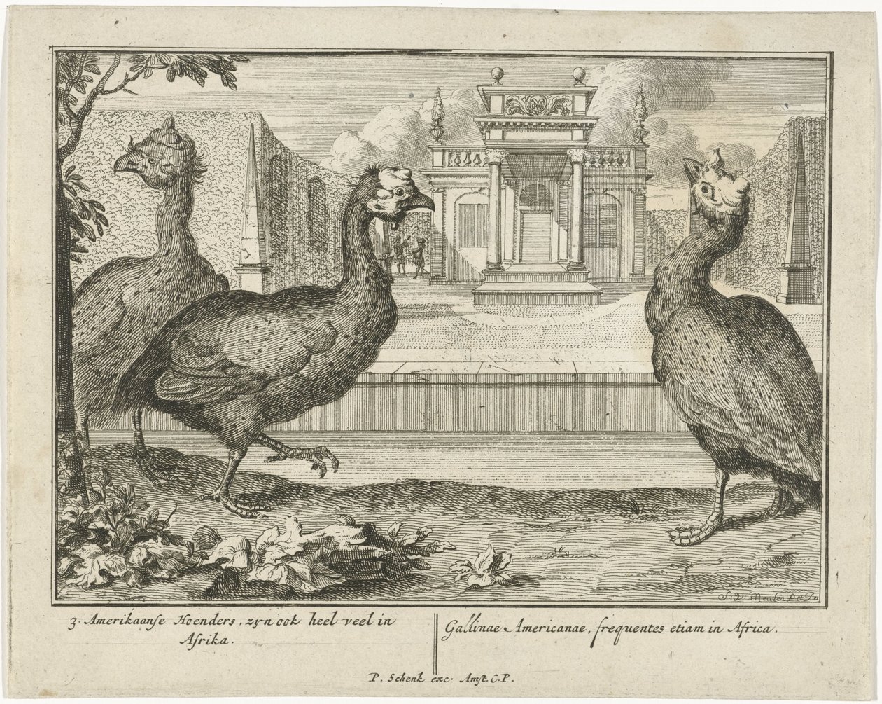Parelhoenders - Sieuwert van der Meulen