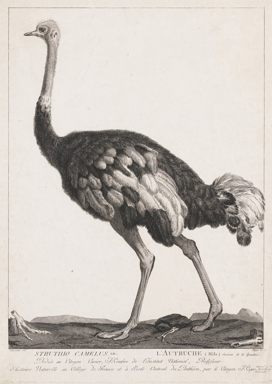 Autruche - Simon Charles Miger