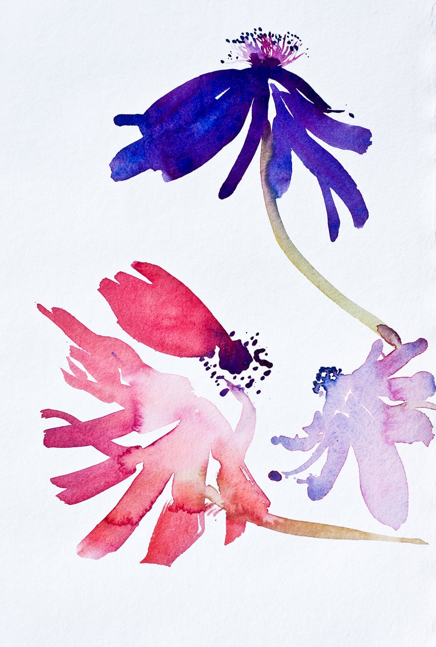 Anémones II, 2010 (aquarelle) - Simon Fletcher