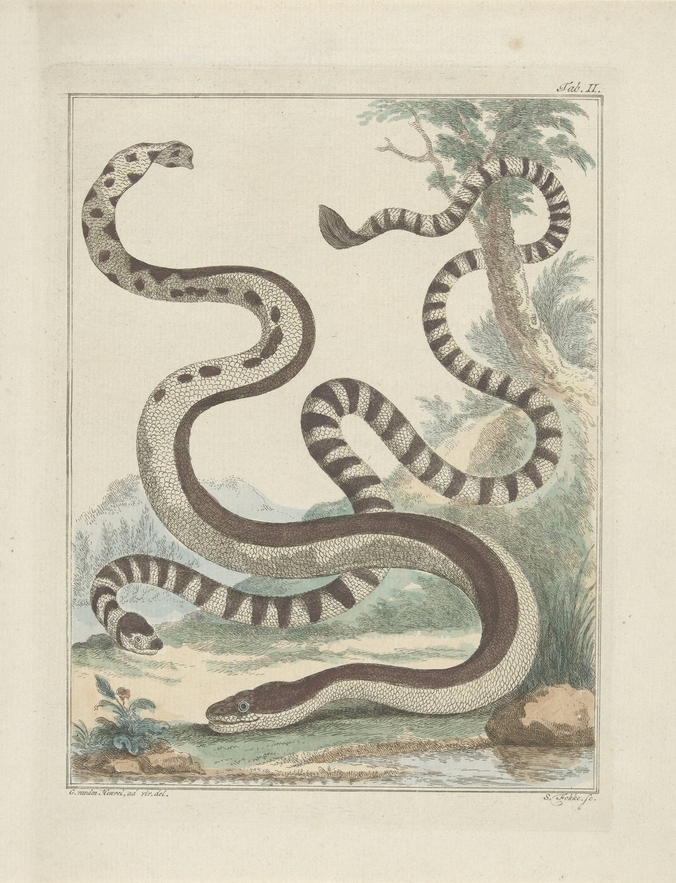 Serpents Platstaart | Simon Fokke | Estampe d'art