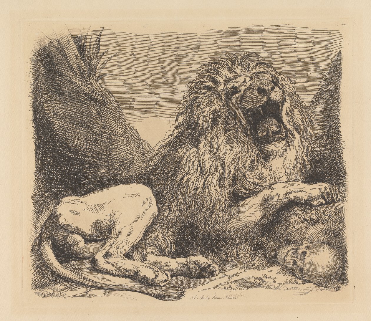 Étude de la nature; un lion parmi les rochers, rugissant, un crâne humain en bas à droite - Sir George Hayter
