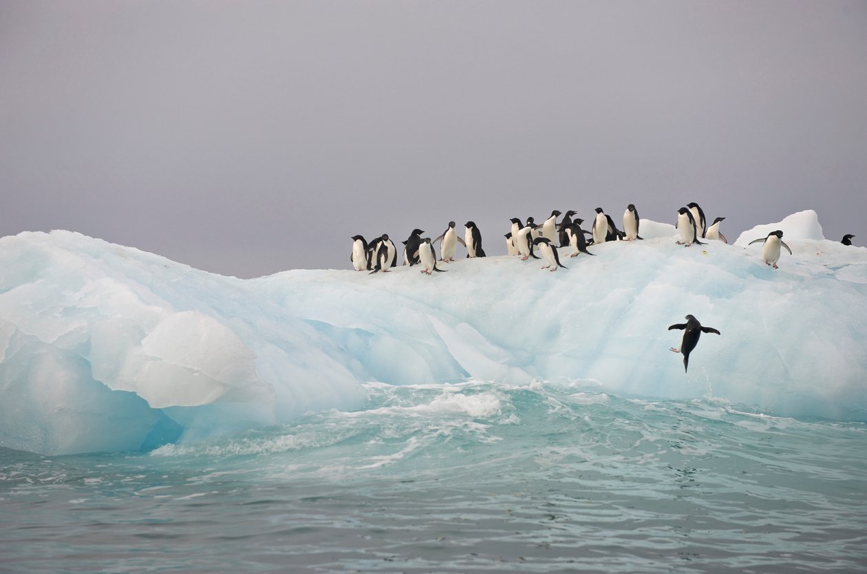 Manchots Adélie, Pygoscelis adeliae, sur un iceberg, 2022 (photo) - Sisse Brimberg