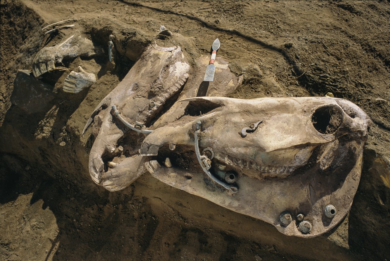 Crânes de chevaux avec des pièces de bride encore en place remplissant une tombe scythe - Sisse Brimberg