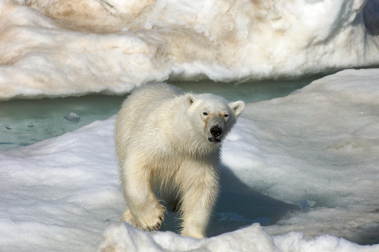 Ours polaire marchant sur une banquise, îles Svalbard, Norvège - Sisse Brimberg