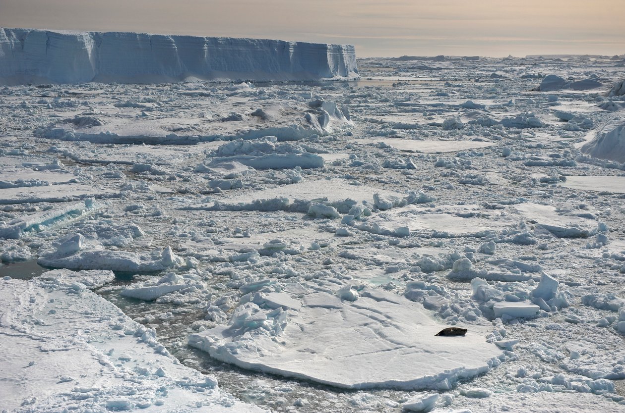 Phoque de Weddell, Leptonychotes weddellii, reposant près des icebergs tabulaires. Antarctique, 2022 (photo) - Sisse Brimberg