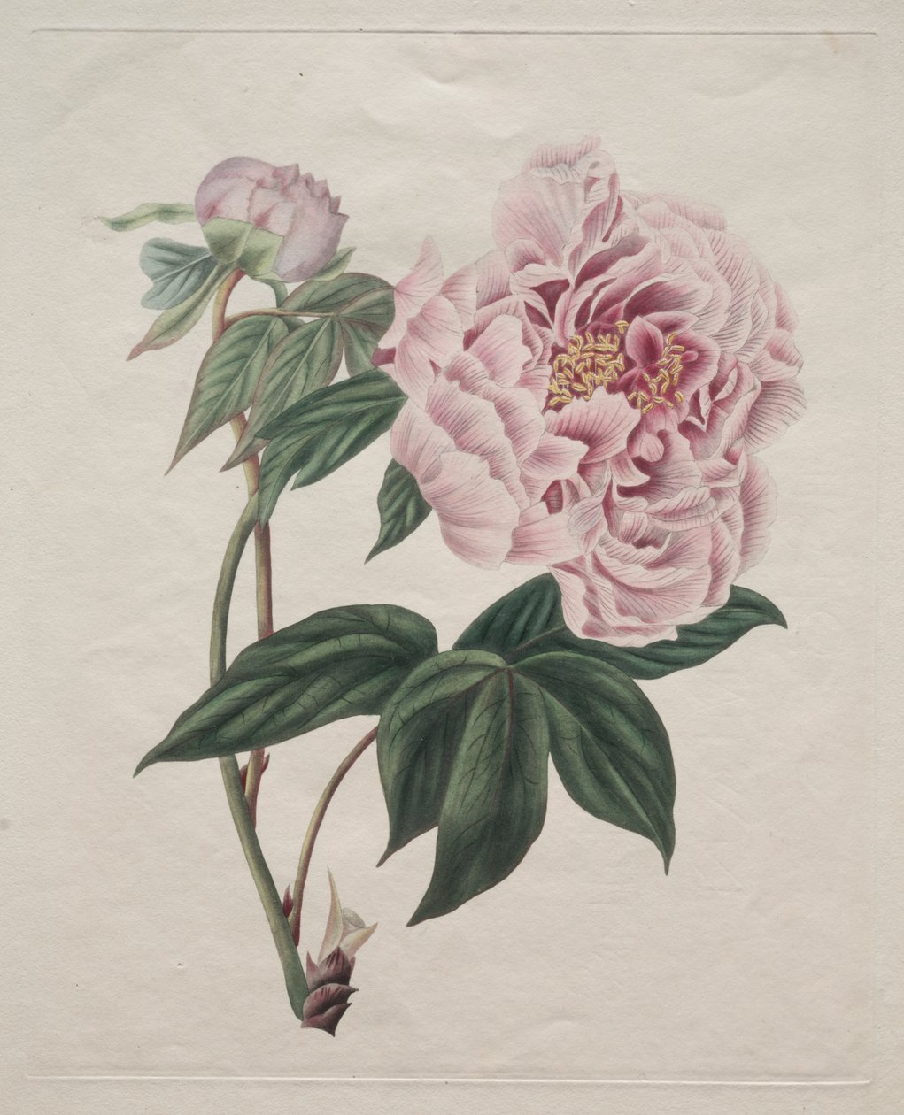 Pivoine arbustive chinoise (Paeonia suffruticosa) - Smith
