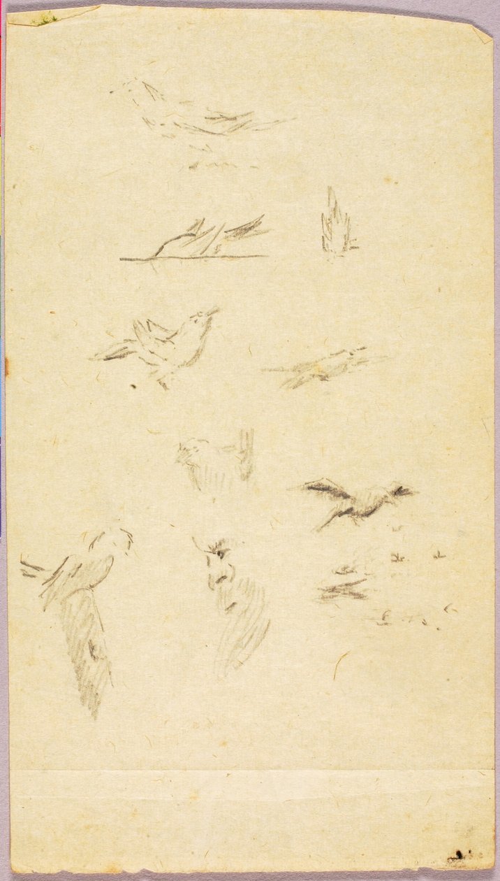 Oiseaux - Solon H. Borglum