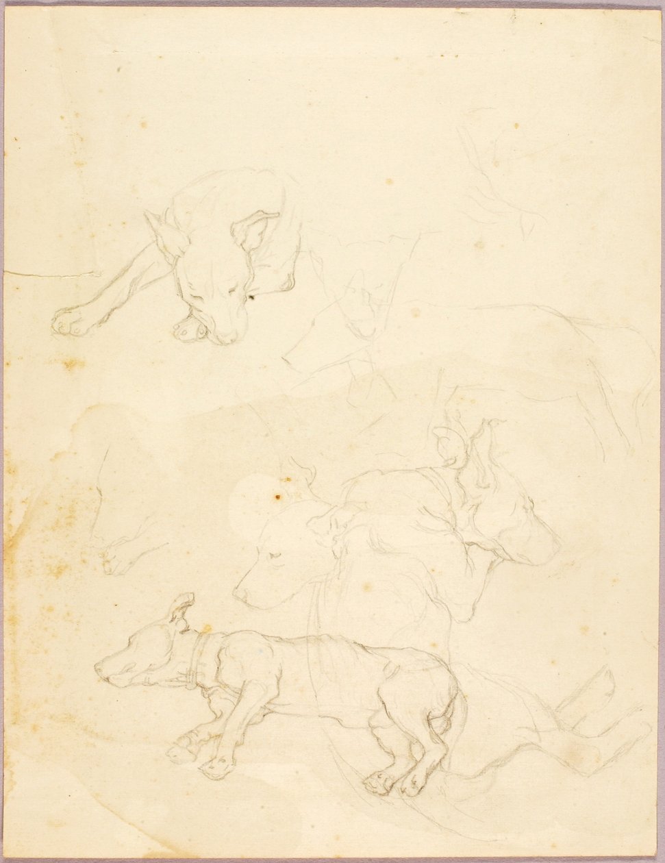 Chiens - Solon H. Borglum