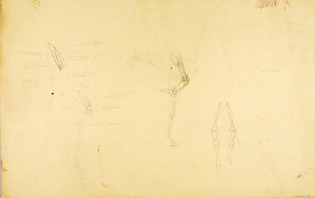 Anatomie du cheval - Solon H. Borglum