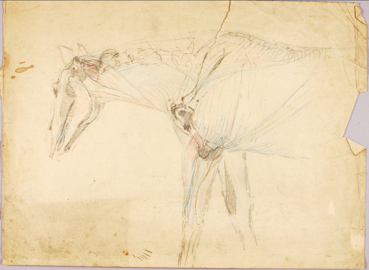 Étude sur les chevaux - Solon H. Borglum