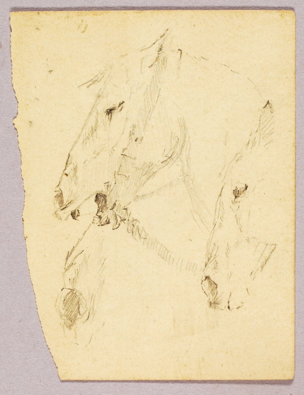 Têtes de chevaux - Solon H. Borglum