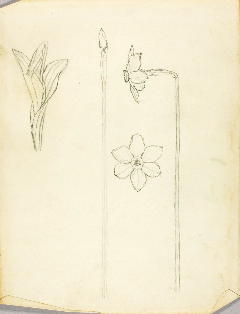Étude des plantes - Solon H. Borglum