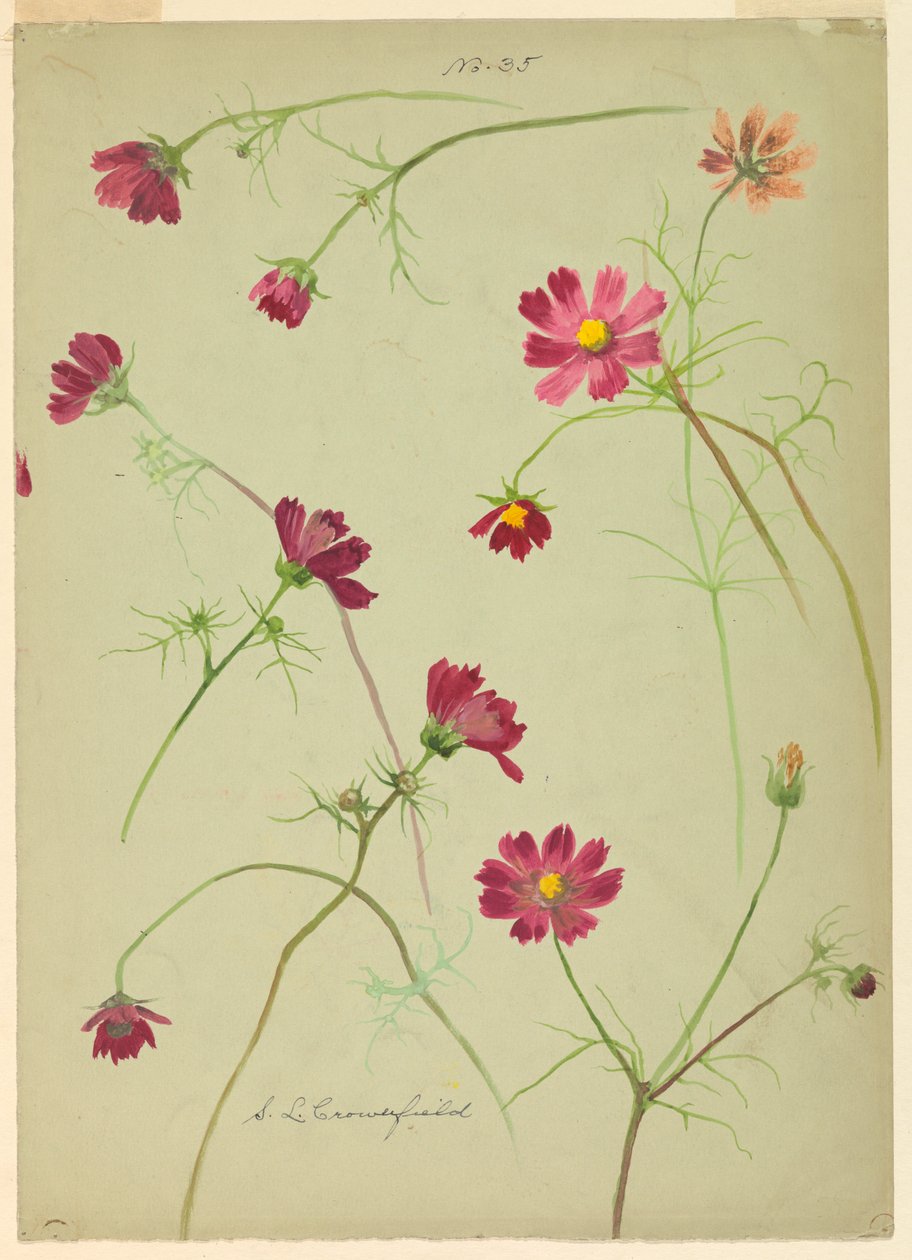 Dessin, études : Cosmos, fin du 19e siècle - Sophia L. Crownfield