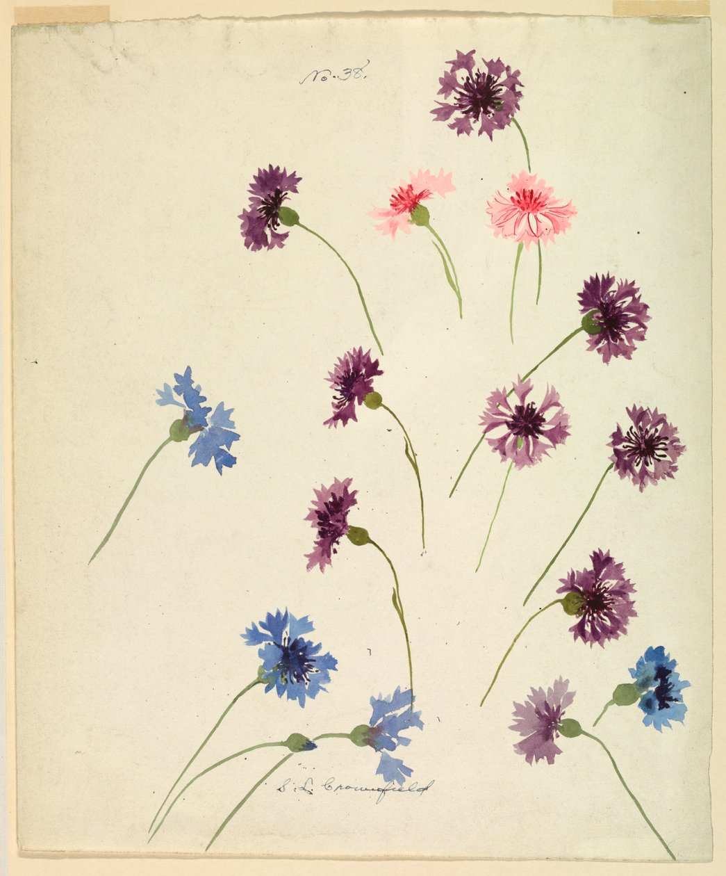 Dessin, étude : Bleuets, fin du 19e siècle - Sophia L. Crownfield