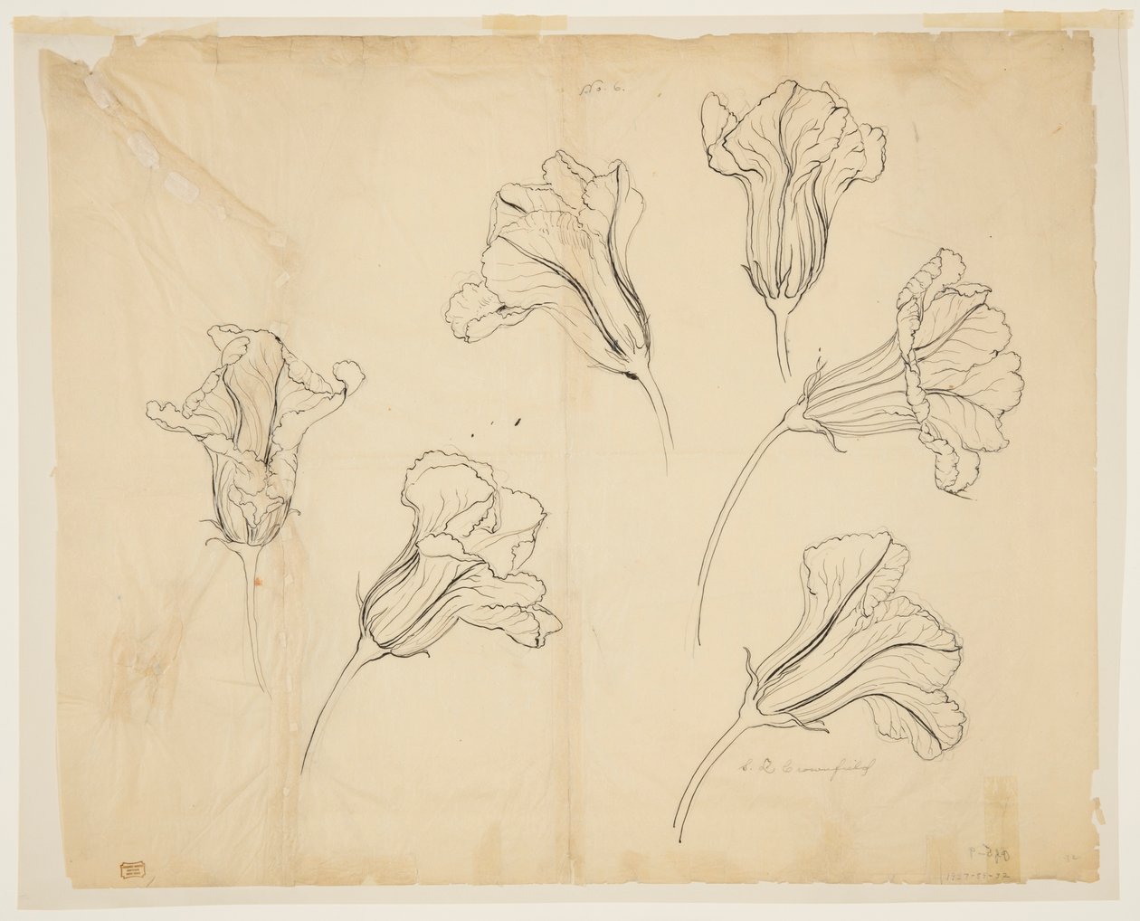 Études de fleurs de courge ou de citrouille - Sophia L. Crownfield