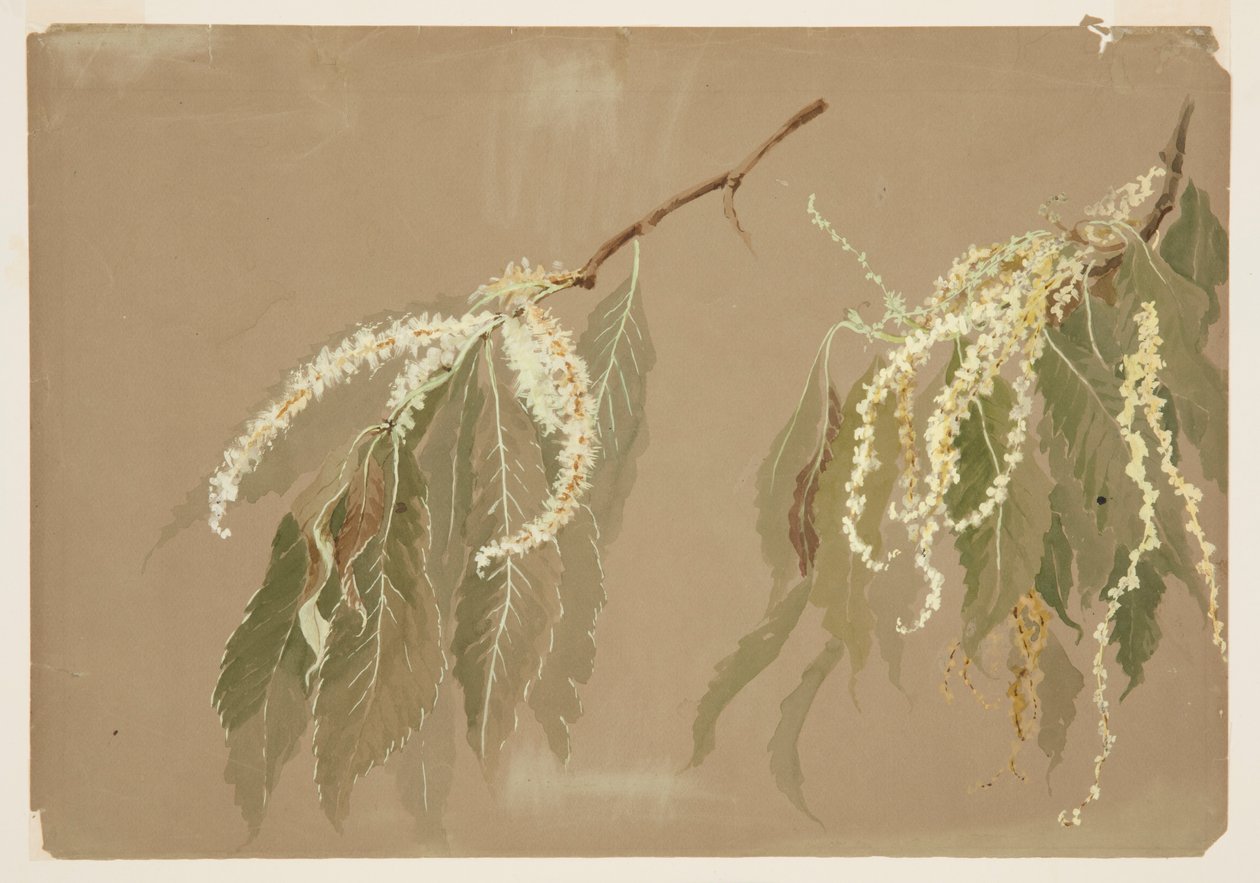 Étude de branches de châtaignier - Sophia L. Crownfield